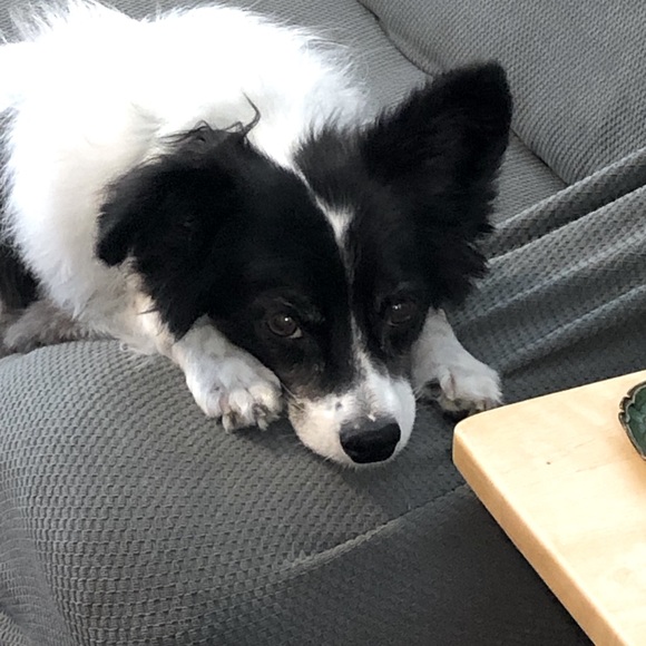 Meet your Posher, DecoOwl5 - Picture 1 of 1